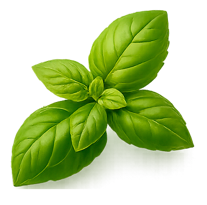 Hoja de albahaca decorativa